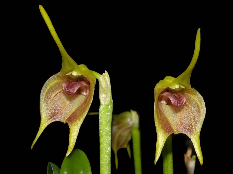 masdevallia_sernae_ws_cd