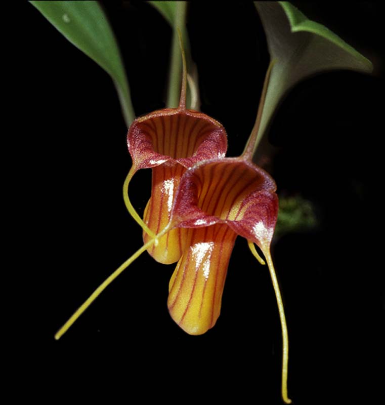 masdevallia_species_cd