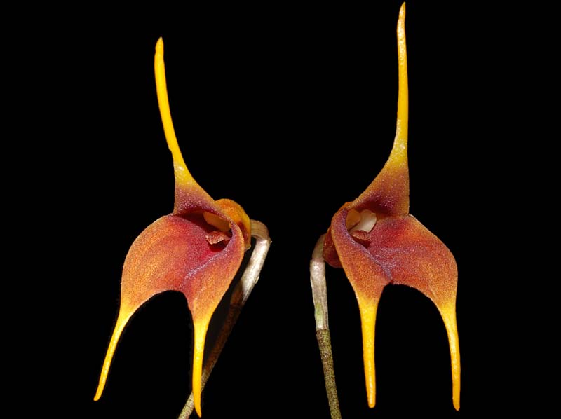 masdevallia_teaguei_ws_cd