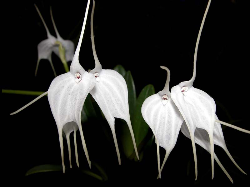 masdevallia_tovarensis2_cd