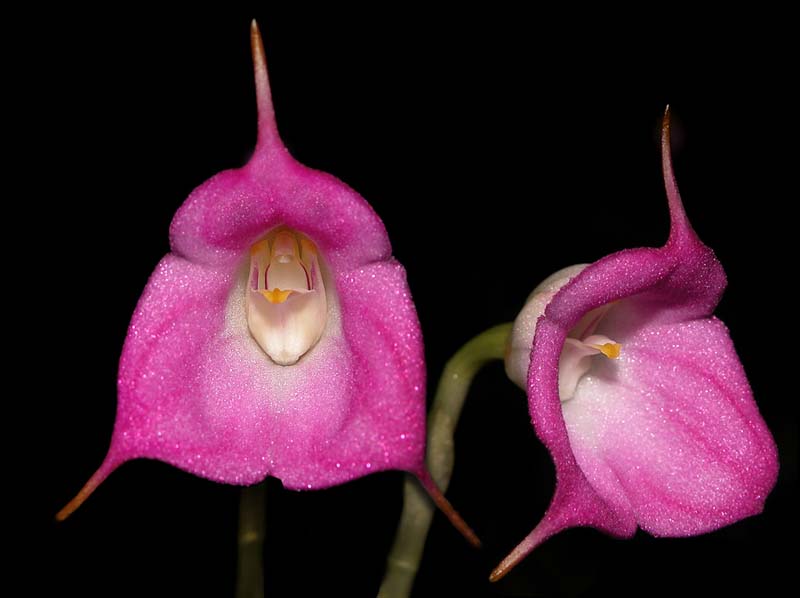 masdevallia_uniflora_cd