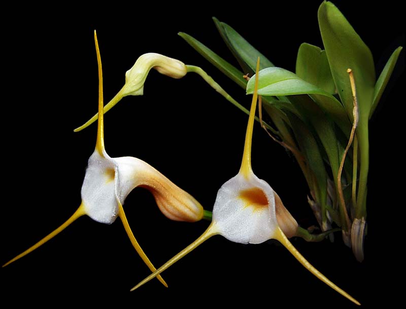 masdevallia_urosalpinx_cd