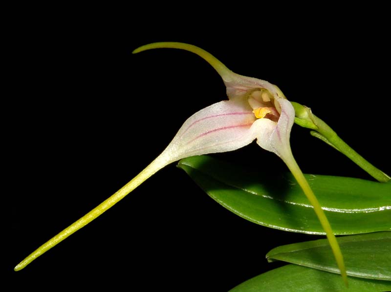 masdevallia_ustulata_ws_cd