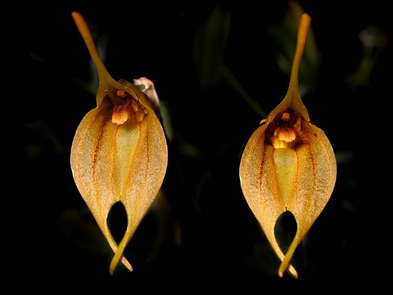 masdevallia_vargasii_cd