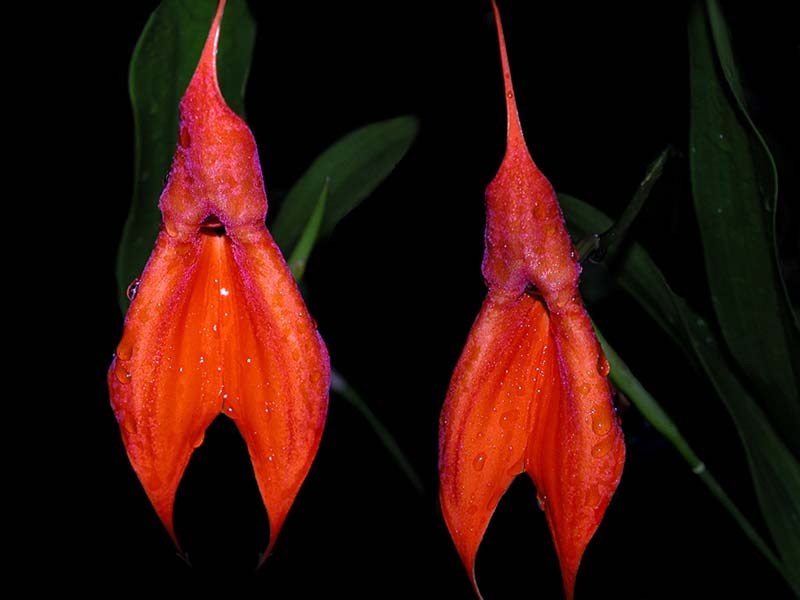 masdevallia_veitchiana2_cd