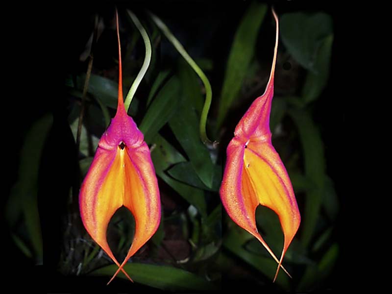 masdevallia_veitchiana_cd