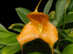 Masdevallia_magaliana_ws_cd