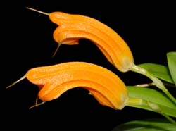 Masdevallia_maxilimax_ws_cd