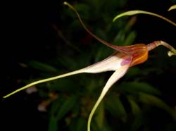 Masdevallia_merinoi_ws_cd