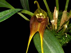 Masdevallia_mooreana_ws_cd