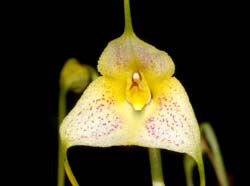 Masdevallia_pandurilabia_ws_cd