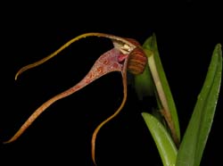 Masdevallia_picea2_ws_cd