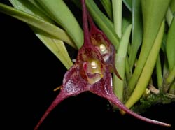 Masdevallia_picea_ws_cd