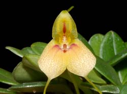 Masdevallia_pteroglossa_ws_cd