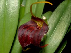 Masdevallia_scitula2_ws_cd