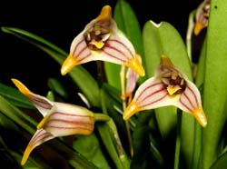 Masdevallia_striatella2_ws_cd