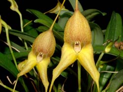 Masdevallia_triangularis_ws_cd