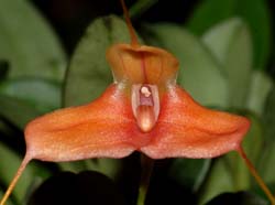 Masdevallia_venatoria2_ws_cd