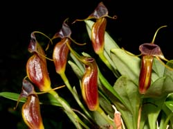 Masdevallia_ventricularia_ws_cd