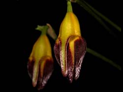 masdevallia adrianae2_cd