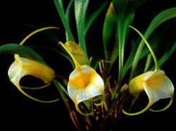 masdevallia_agaster_cd