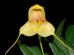 masdevallia_asterotricha_ws_cd