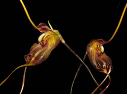 masdevallia_bicornis_ws_cd