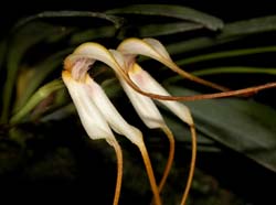 masdevallia_bolivensis_cd