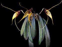 masdevallia_caesia_cd