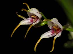 masdevallia_caloptera_ws_cd