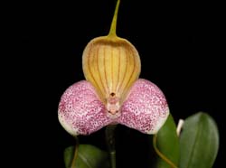 masdevallia_caudata_cd