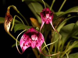 masdevallia_chaparensis_cd