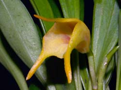 masdevallia_chasei_ws_cd