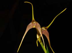 masdevallia_cinnamomea_ws_cd