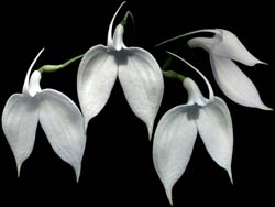 masdevallia_coccinea_alba_cd