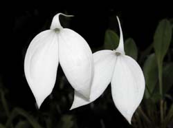 masdevallia_coccinea_alba_ws_cd