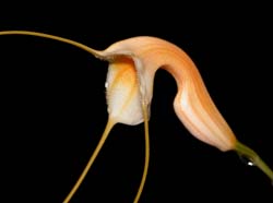 masdevallia_constricta2_cd