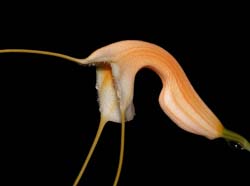 masdevallia_constricta_cd