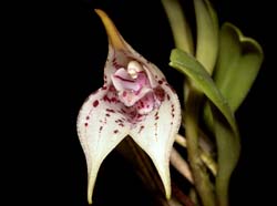 masdevallia_coriacea2_cd