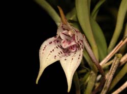 masdevallia_coriacea_cd