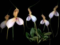 masdevallia_dalessandroi_cd