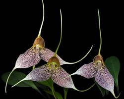 masdevallia_decumana_cd