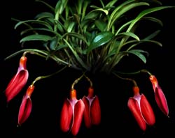 masdevallia_deformis_cd