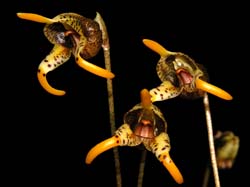 masdevallia_dynastes2_cd