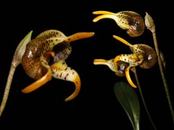 masdevallia_dynastes_cd