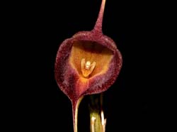 masdevallia_echo_cd