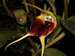 masdevallia_elephanticeps_cd