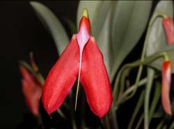 masdevallia_exaltata2_cd