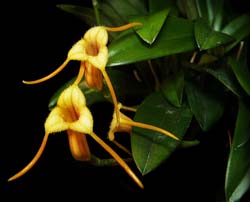 masdevallia_fuchsii2_cd