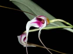 masdevallia_gilbertoi2_cd